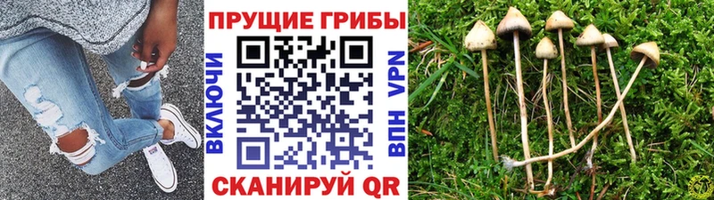 OMG Пересвет Псилоцибиновые грибы мицелий как найти наркотики